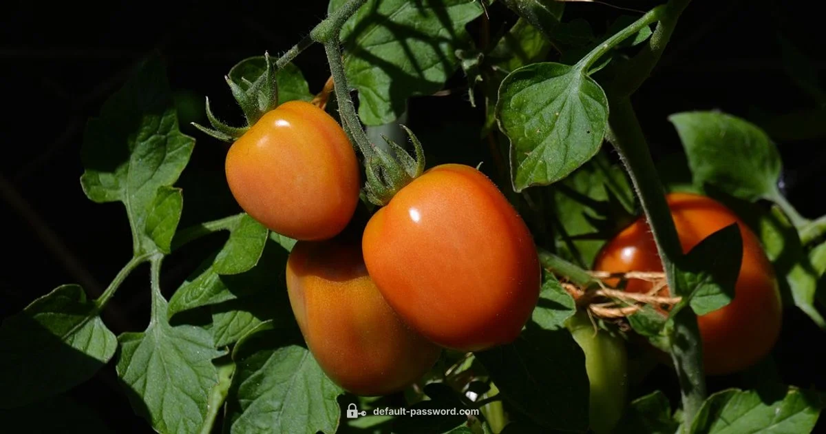 Tomato Security Essentials - Default Password