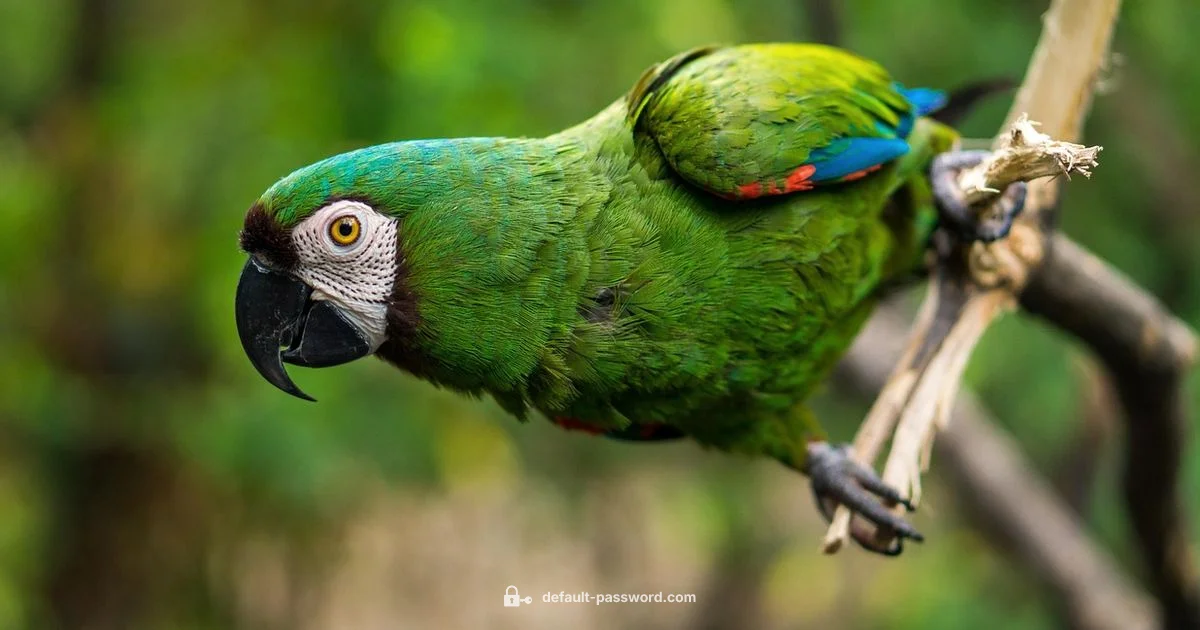 Parrot OS Password Parrot OS Password - Default Password