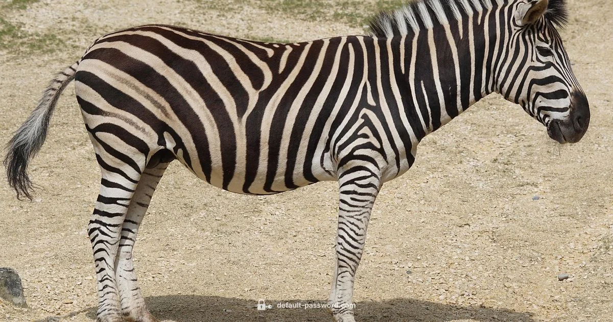 ZT411 Admin Access - Default Password