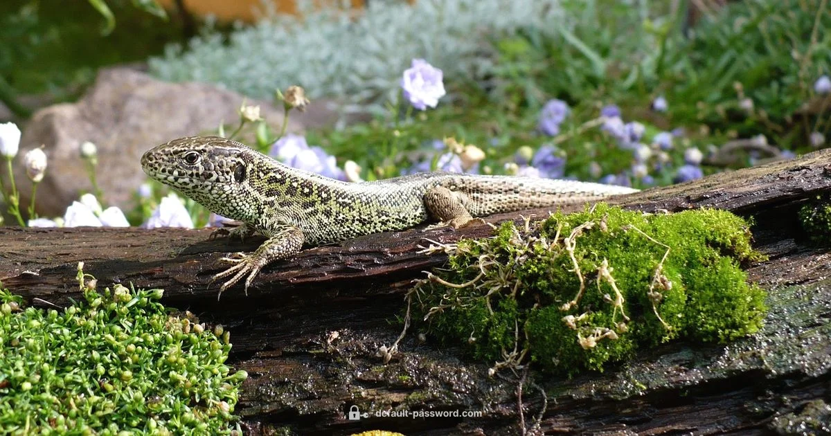 Reset Sentry Password - Default Password