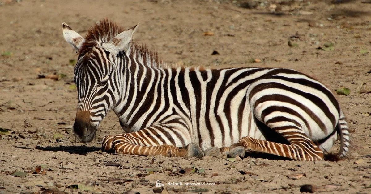 Zebra Passwords - Default Password