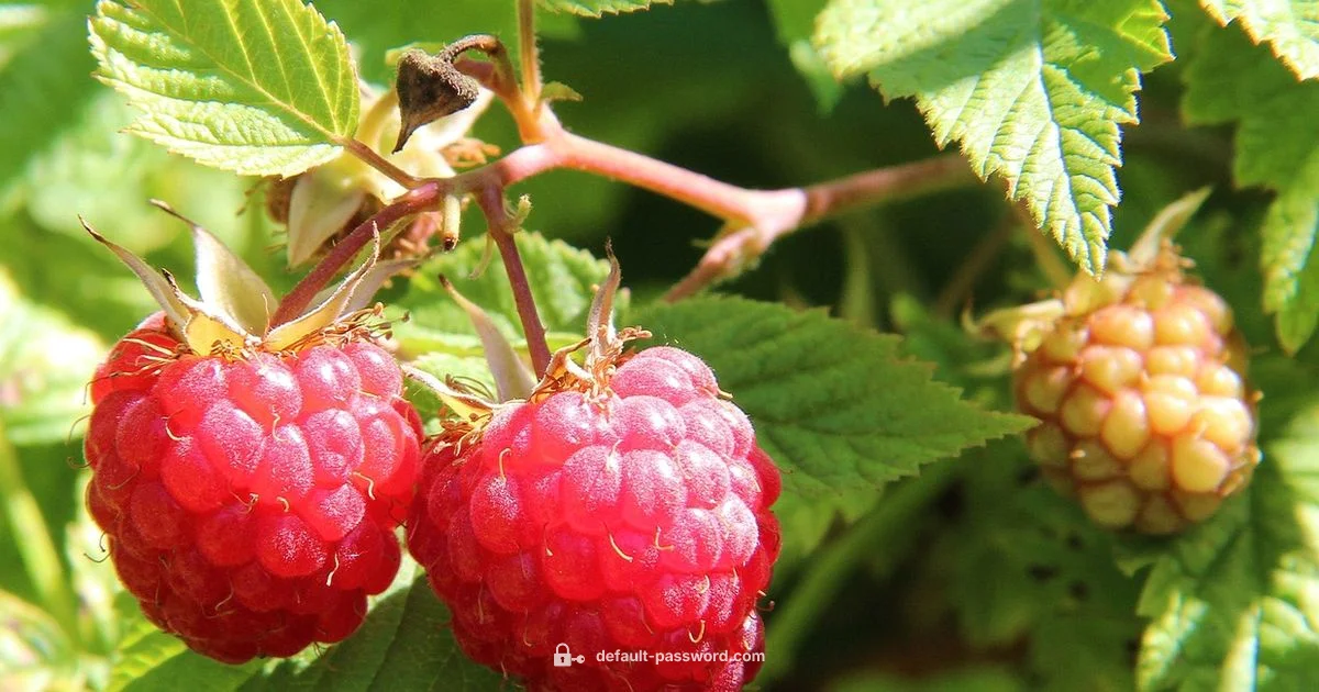 Secure Raspberry Pi Secure Raspberry Pi - Default Password